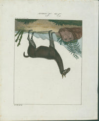 Wolf & Bock — Six Quadruped Engravings (Llama, Antelope, Tapir, Hyena and others), Nuremberg 1818 - 1822 - Lumenrare Antique Prints & Maps