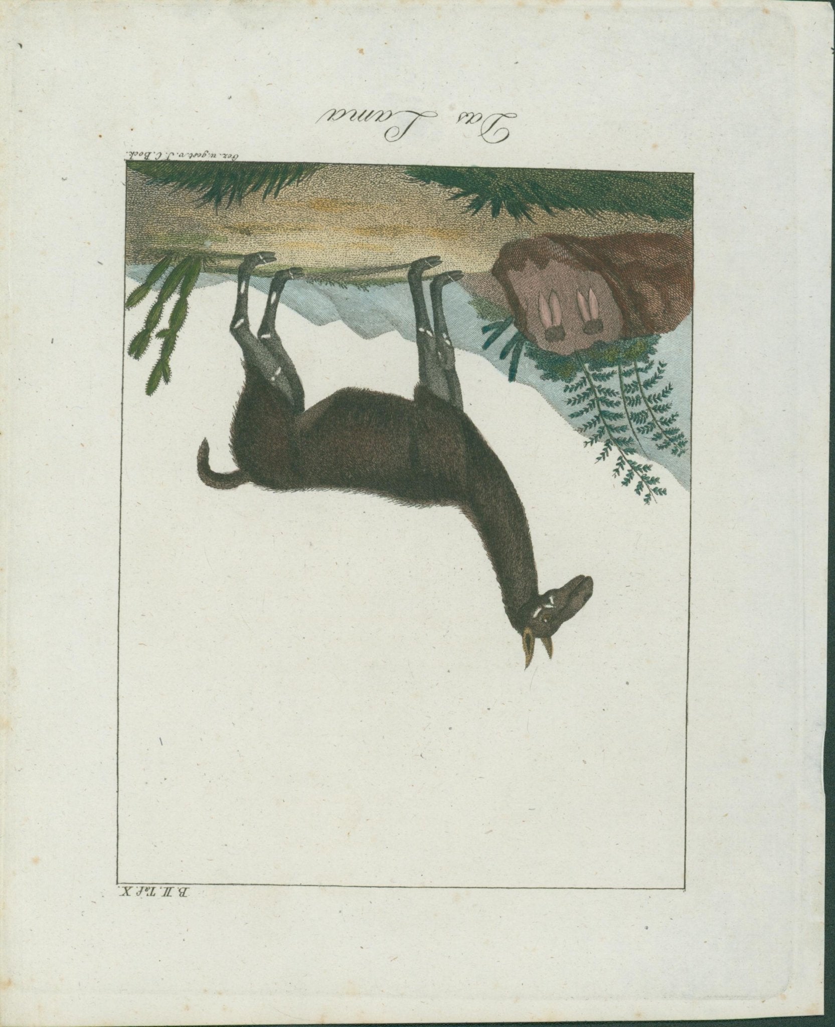 Wolf & Bock — Six Quadruped Engravings (Llama, Antelope, Tapir, Hyena and others), Nuremberg 1818 - 1822 - Lumenrare Antique Prints & Maps
