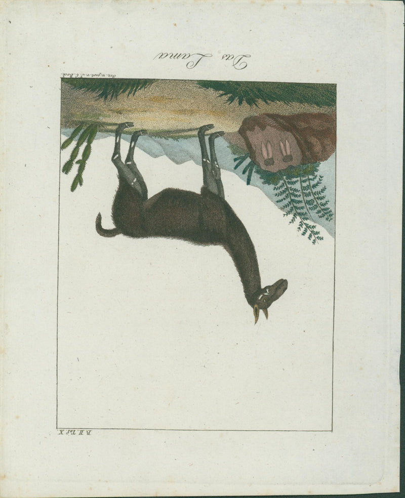 Wolf & Bock — Six Quadruped Engravings (Llama, Antelope, Tapir, Hyena and others), Nuremberg 1818 - 1822 - Lumenrare Antique Prints & Maps