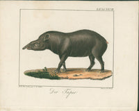 Wolf & Bock — Six Quadruped Engravings (Llama, Antelope, Tapir, Hyena and others), Nuremberg 1818 - 1822 - Lumenrare Antique Prints & Maps