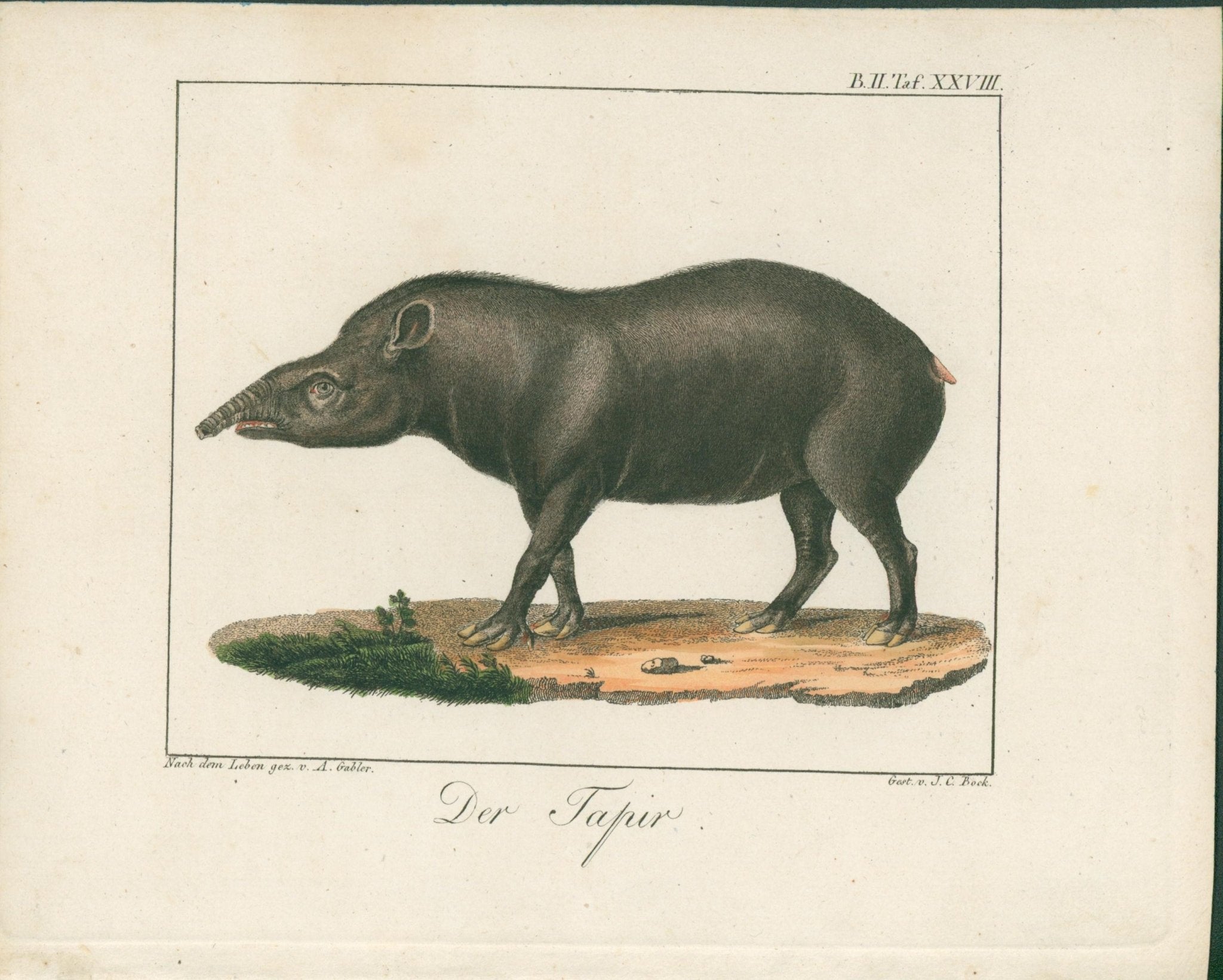 Wolf & Bock — Six Quadruped Engravings (Llama, Antelope, Tapir, Hyena and others), Nuremberg 1818 - 1822 - Lumenrare Antique Prints & Maps